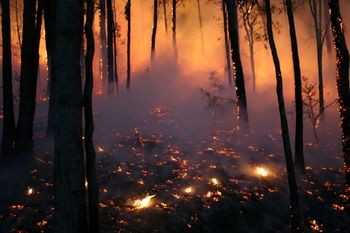 forest fire 2